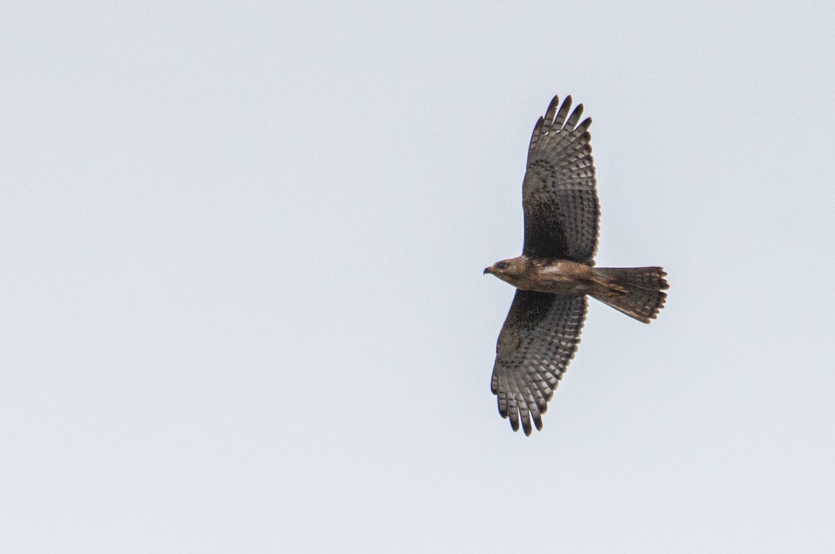 White-eyed Buzzard - ML251577671