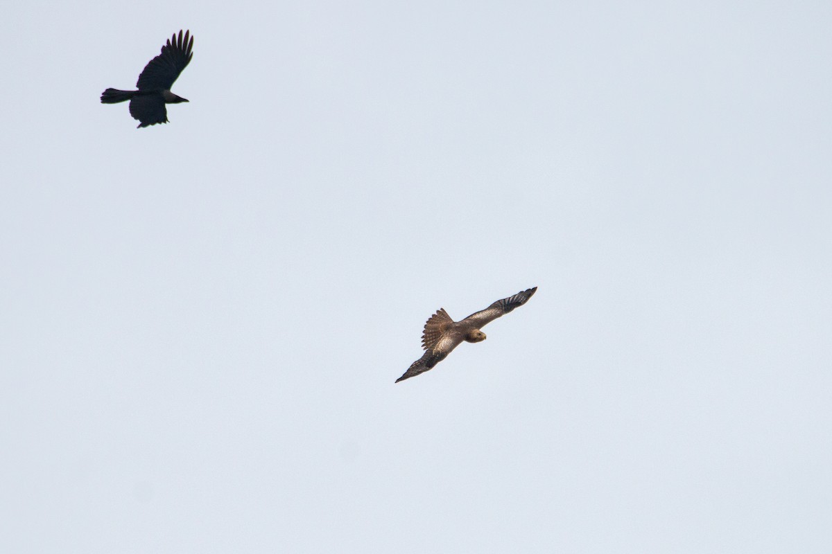 White-eyed Buzzard - ML251577771