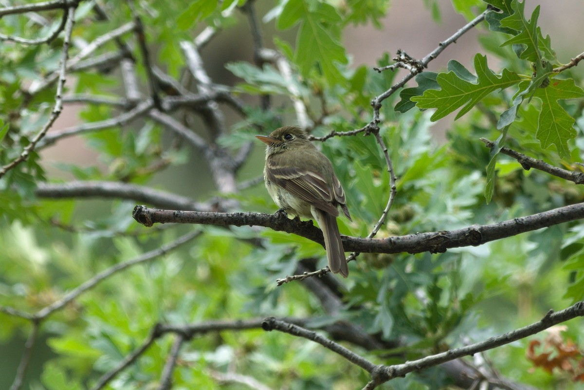 Western Flycatcher (Cordilleran) - ML251579571