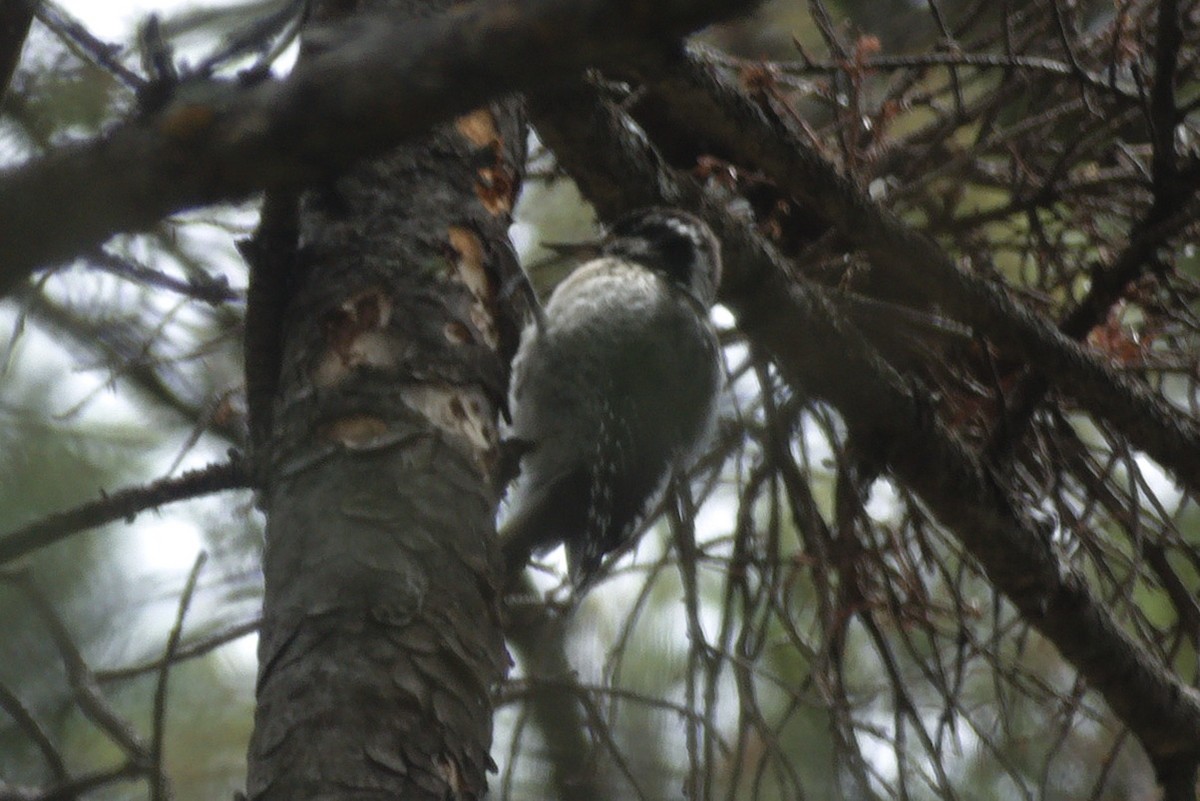 American Three-toed Woodpecker (Rocky Mts.) - ML251579631