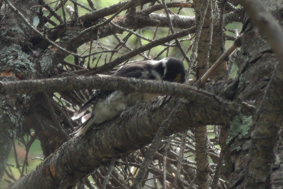 American Three-toed Woodpecker (Rocky Mts.) - ML251579671