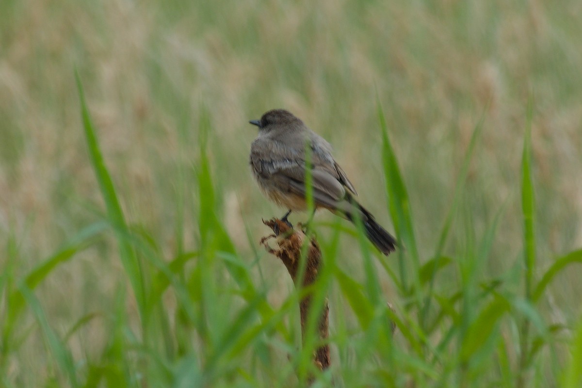 Say's Phoebe - ML251579751