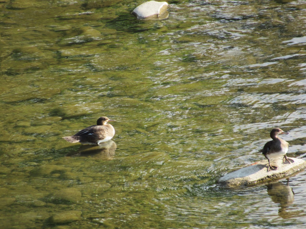 Hooded Merganser - ML251581121