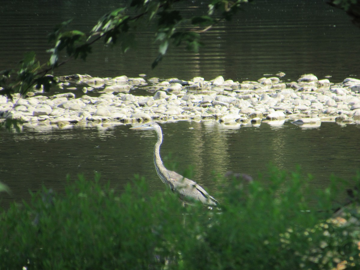 Great Blue Heron (Great Blue) - ML251581341