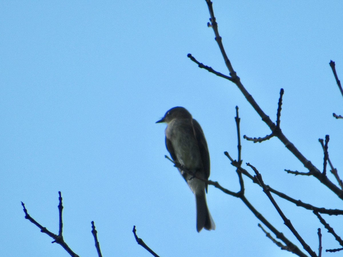 Eastern Phoebe - ML251581391