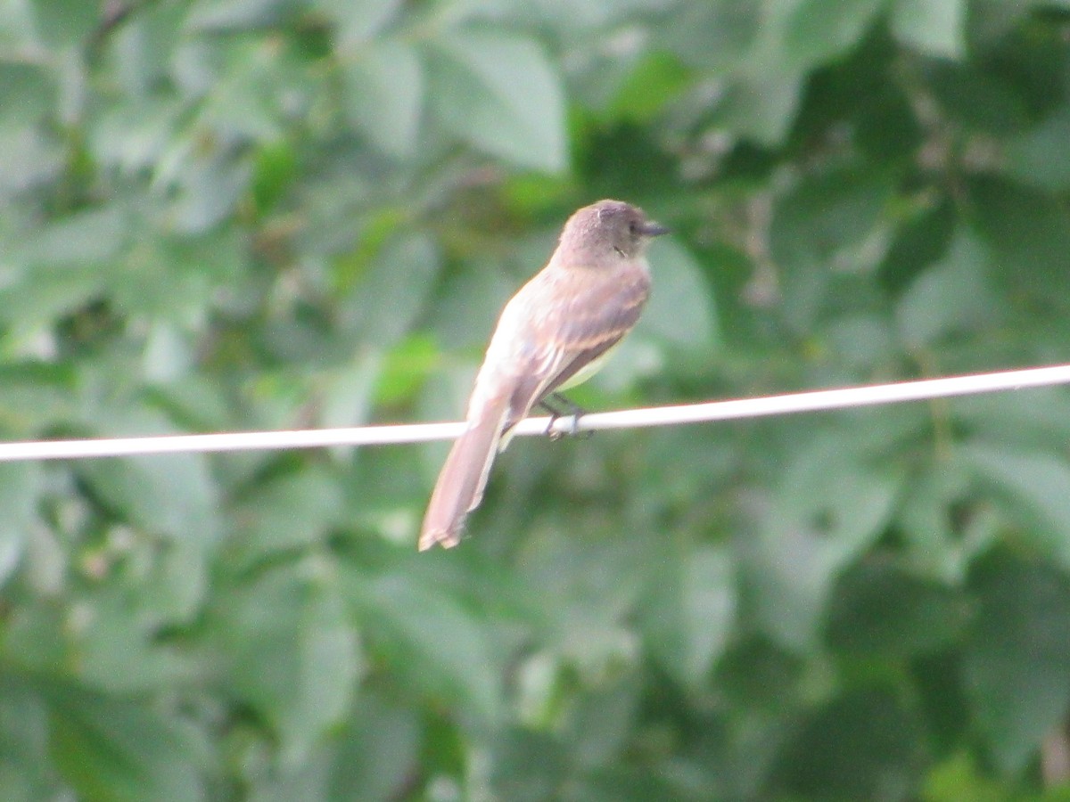 Eastern Phoebe - Mickey Ryan