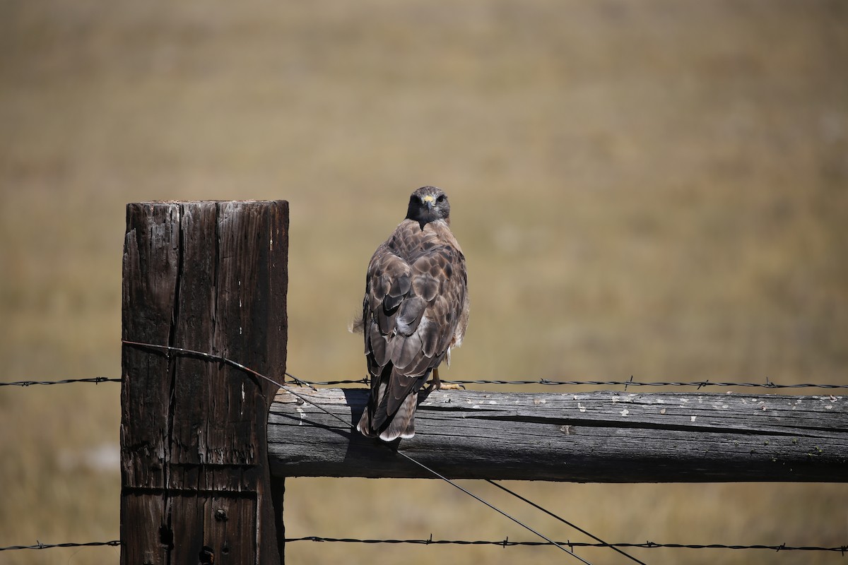 Swainson's Hawk - Zia Fukuda