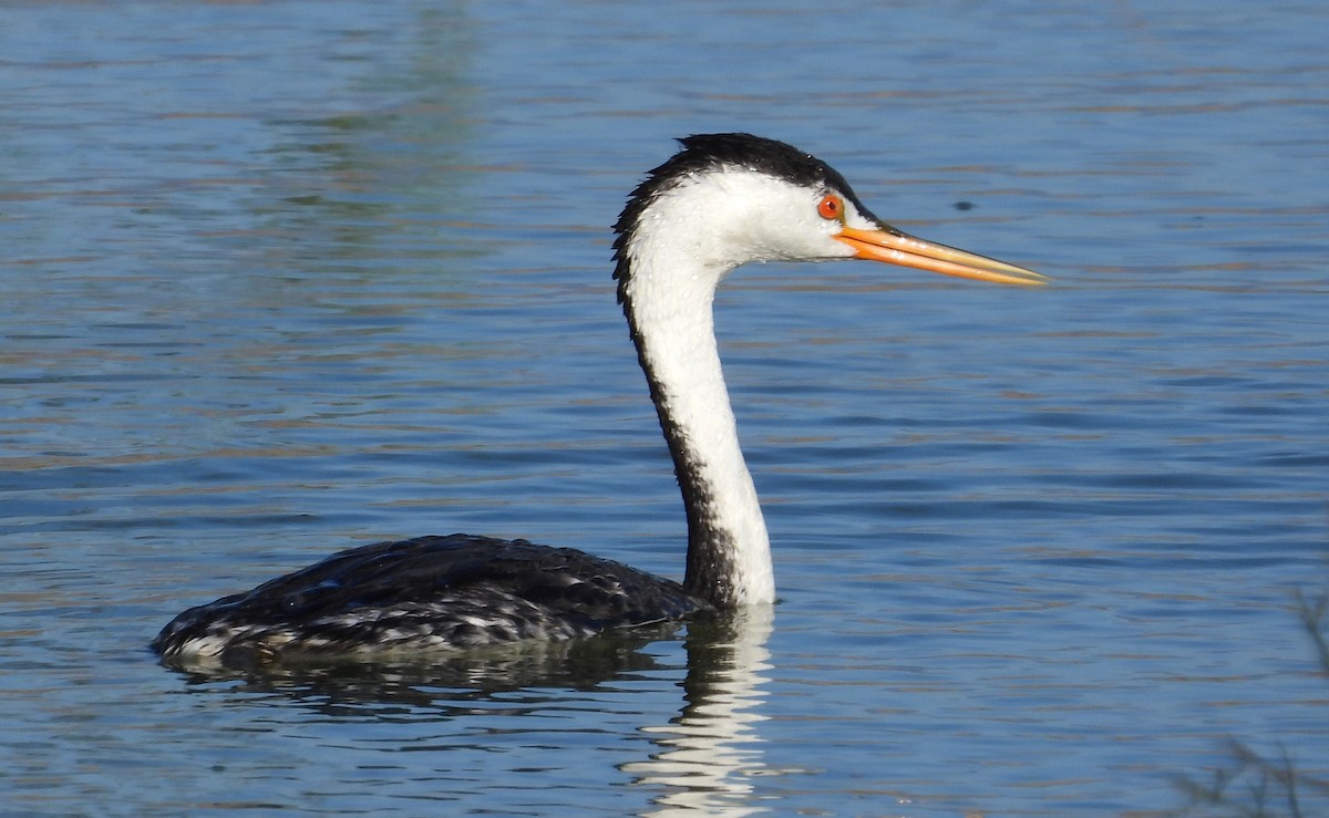 Clark's Grebe - ML251581931