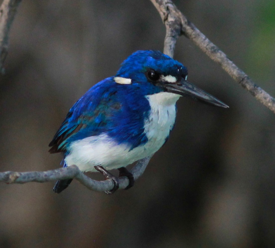 Little Kingfisher - Dave Czaplak