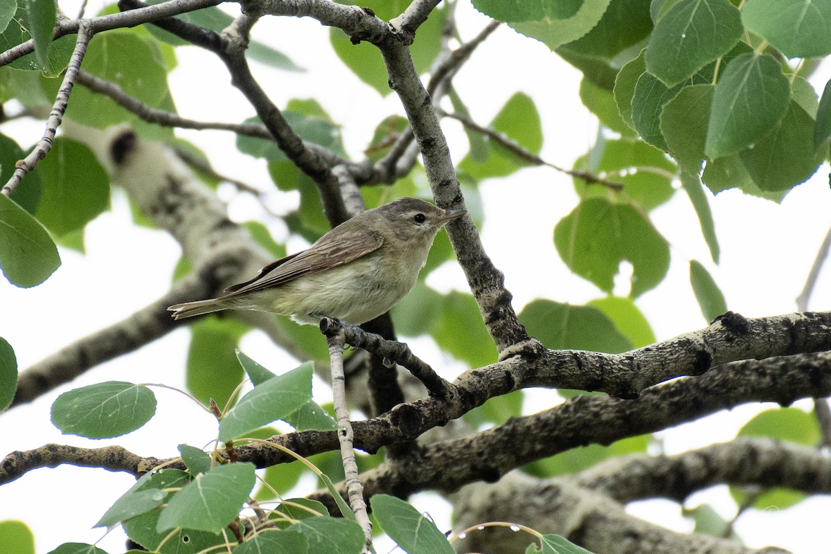 Warbling Vireo - Neil Rucker