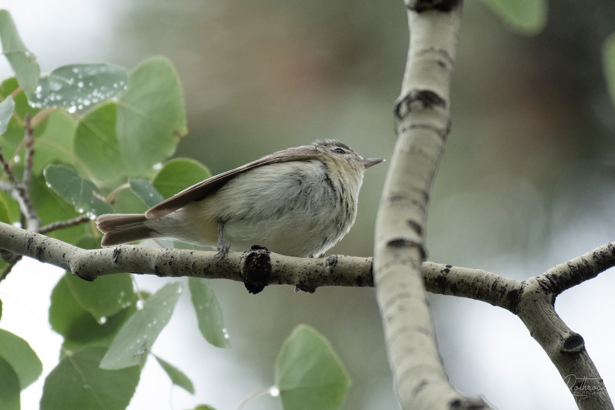 Warbling Vireo - ML251582741