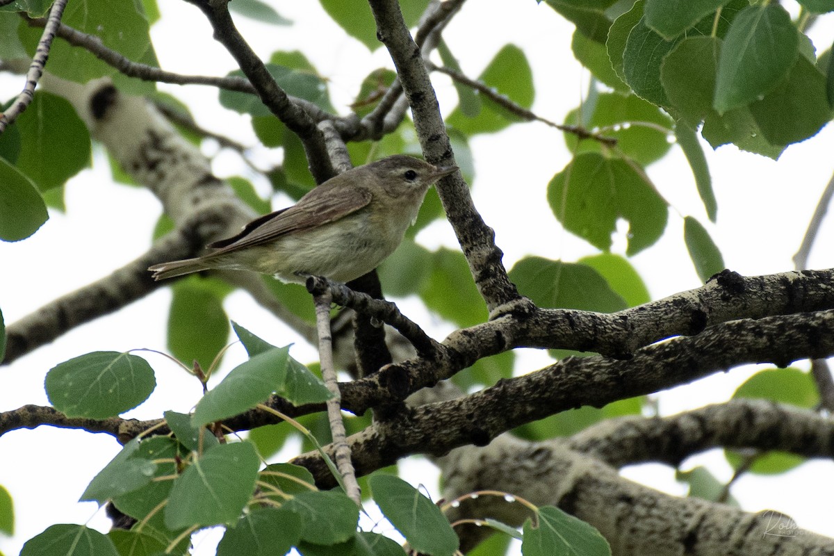 Warbling Vireo - Neil Rucker