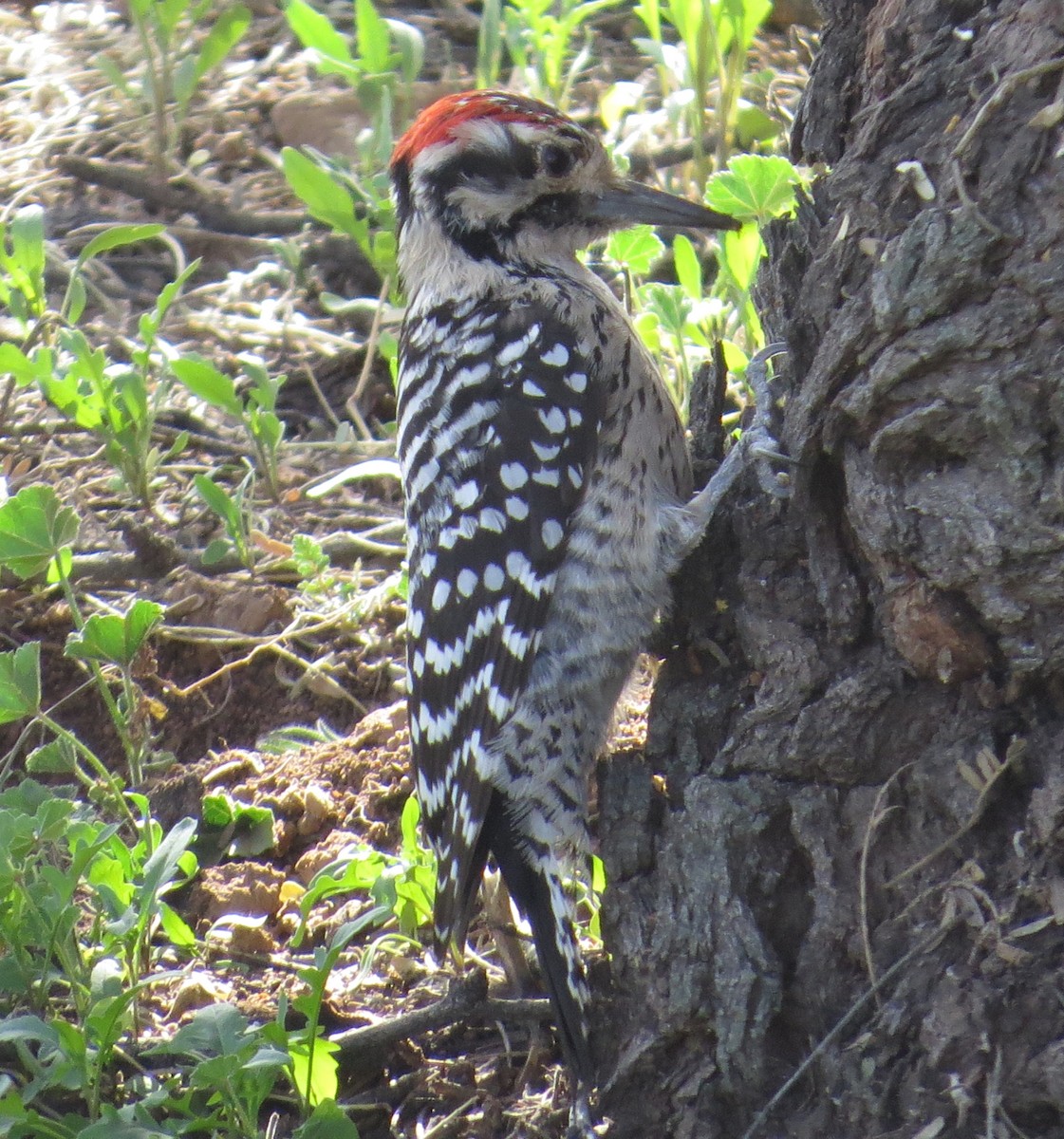 Ladder-backed Woodpecker - Vincent Maglio