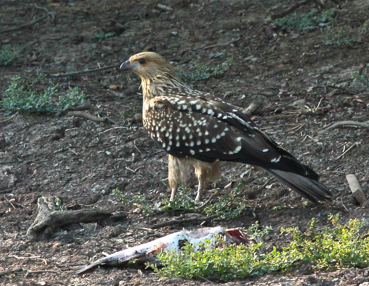 Whistling Kite - ML25158391