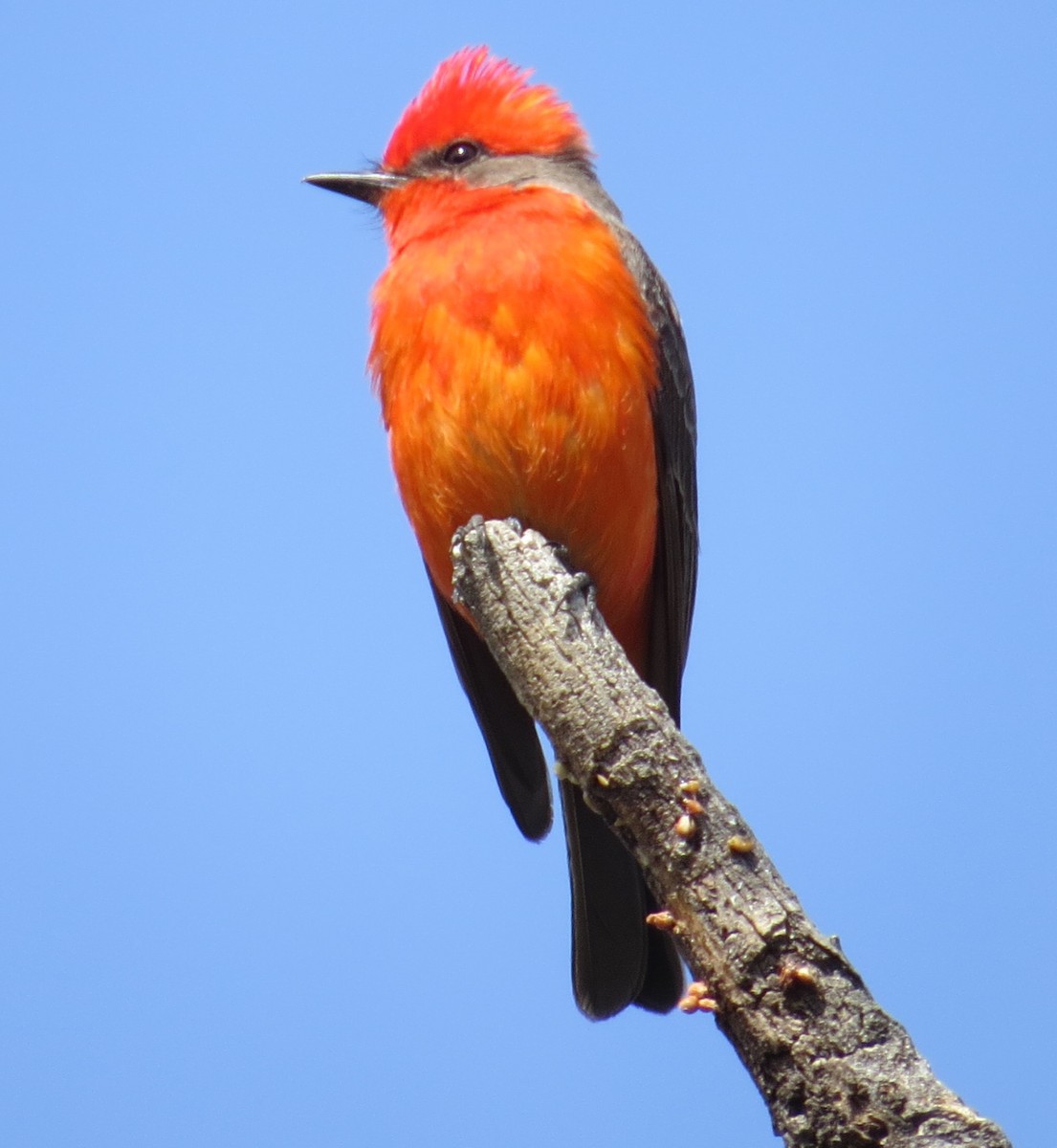 Vermilion Flycatcher - Vincent Maglio