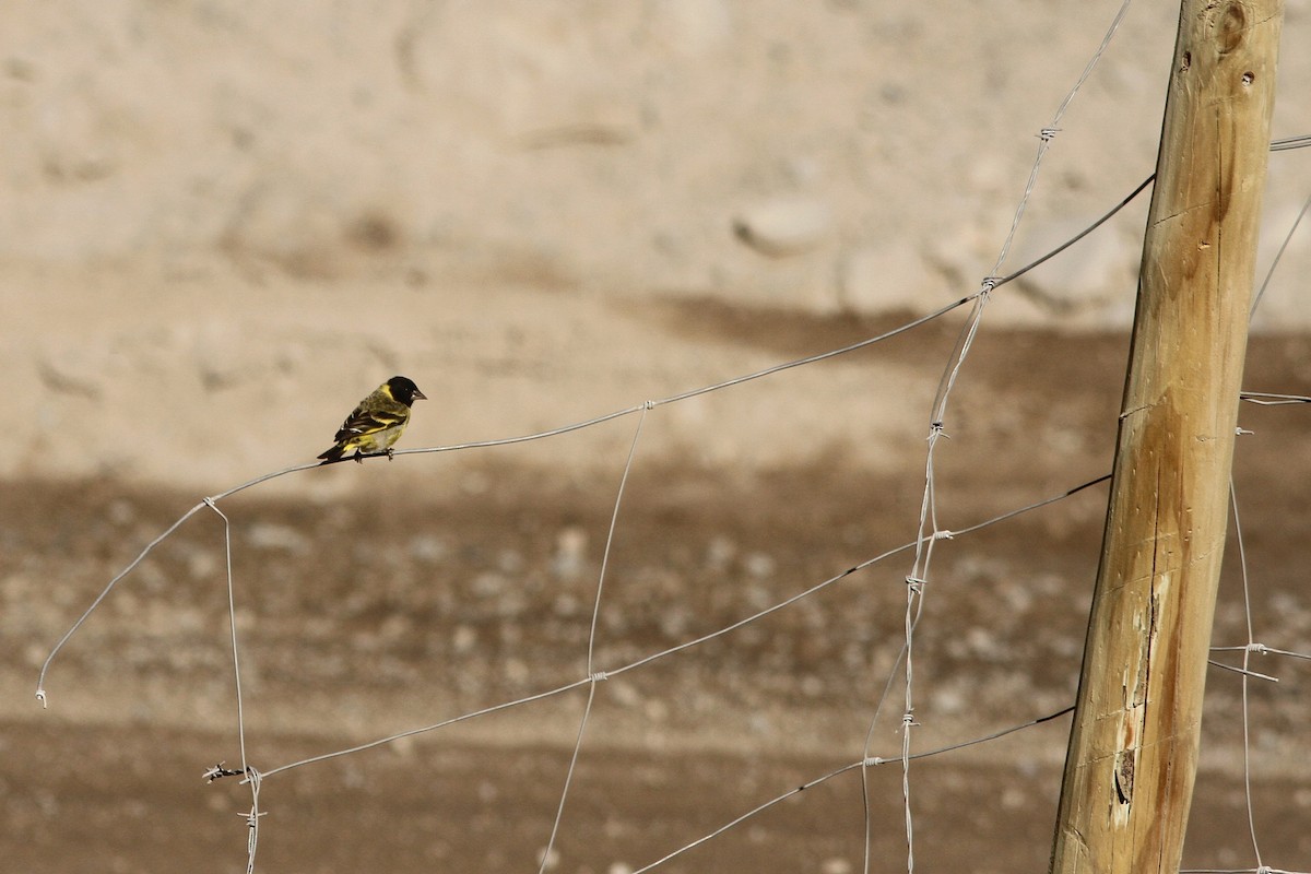 čížek tlustozobý - ML251584191