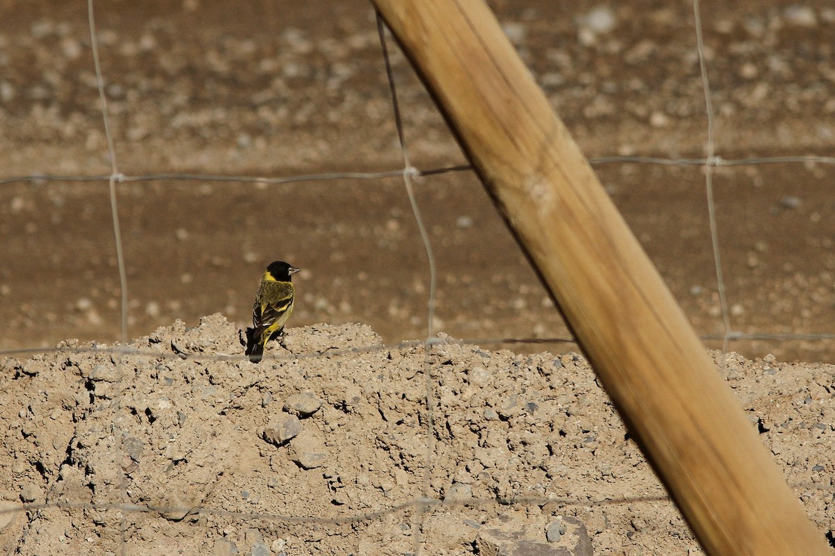 čížek tlustozobý - ML251584201