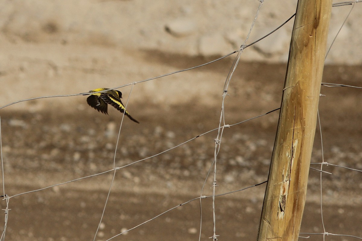 čížek tlustozobý - ML251584211