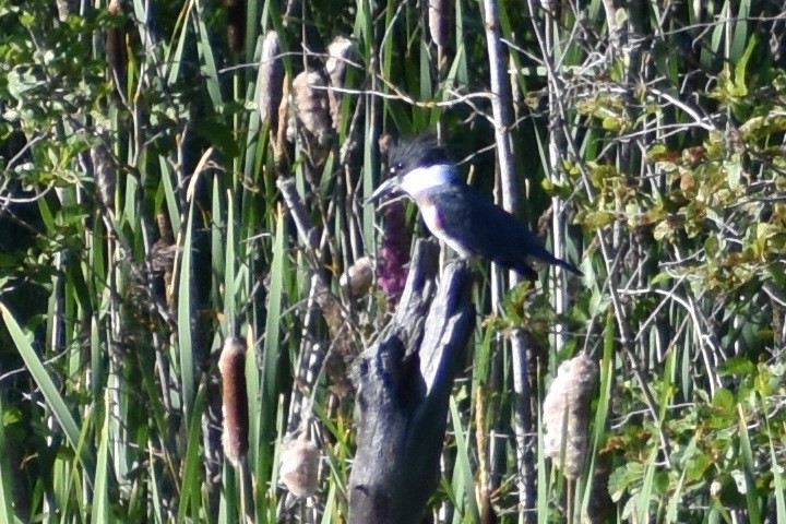 Belted Kingfisher - ML251585721