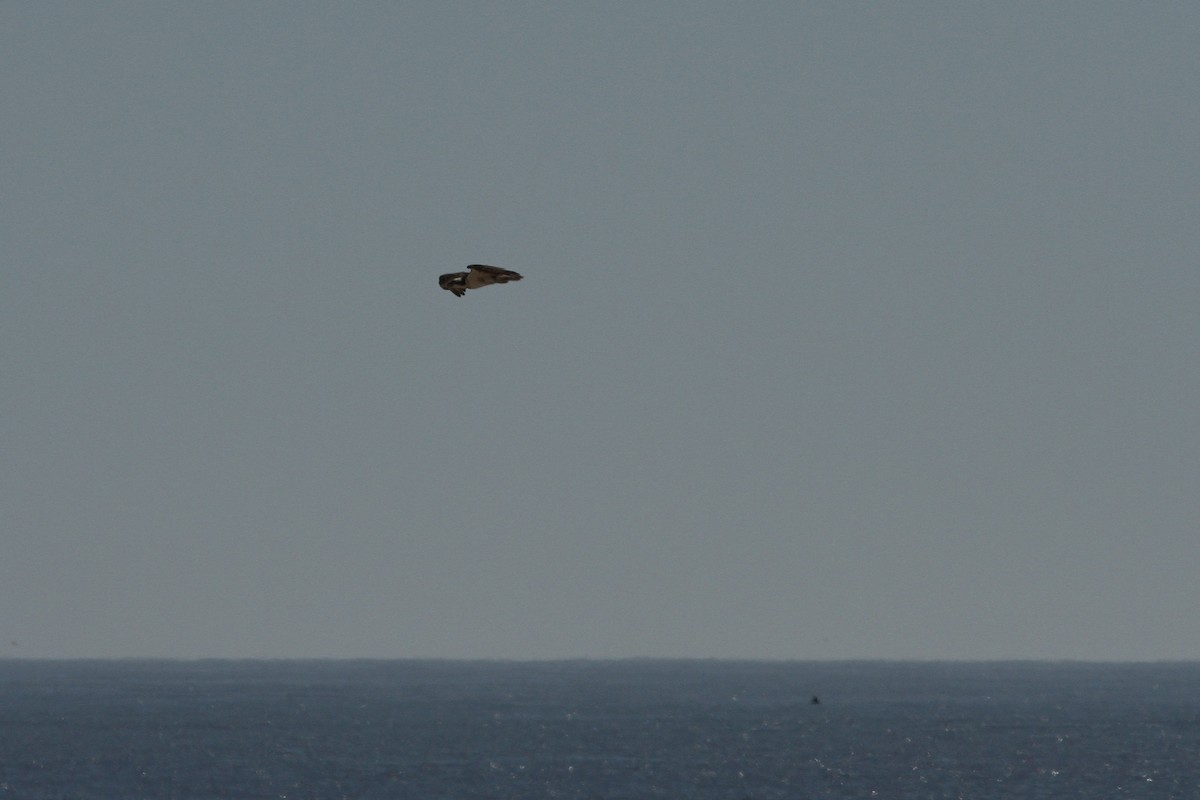 orlovec říční - ML251585751