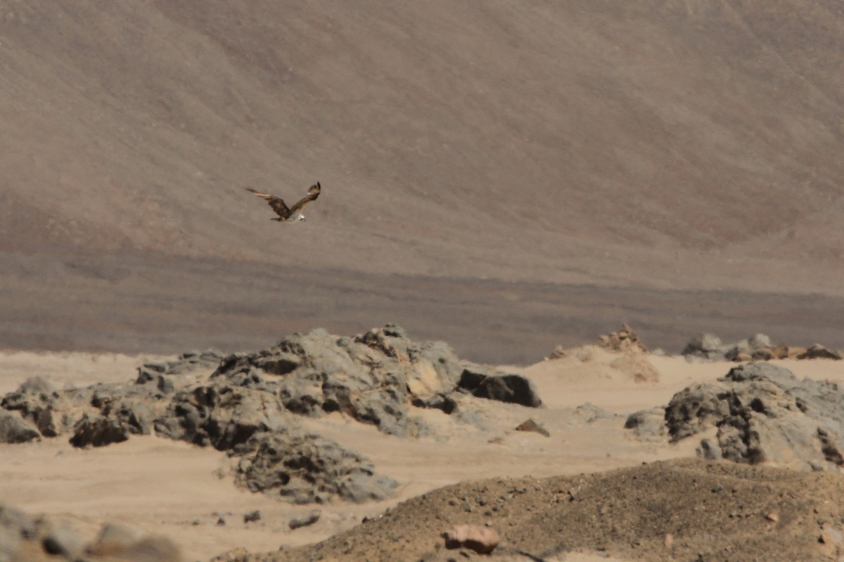 orlovec říční - ML251585761