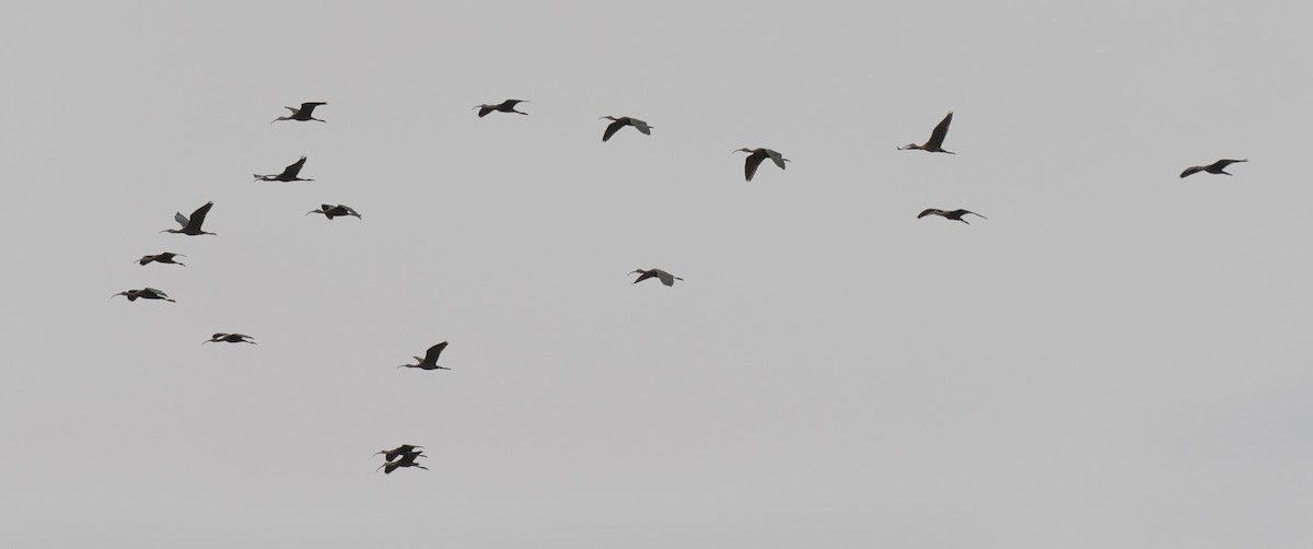 ibis americký - ML251586311