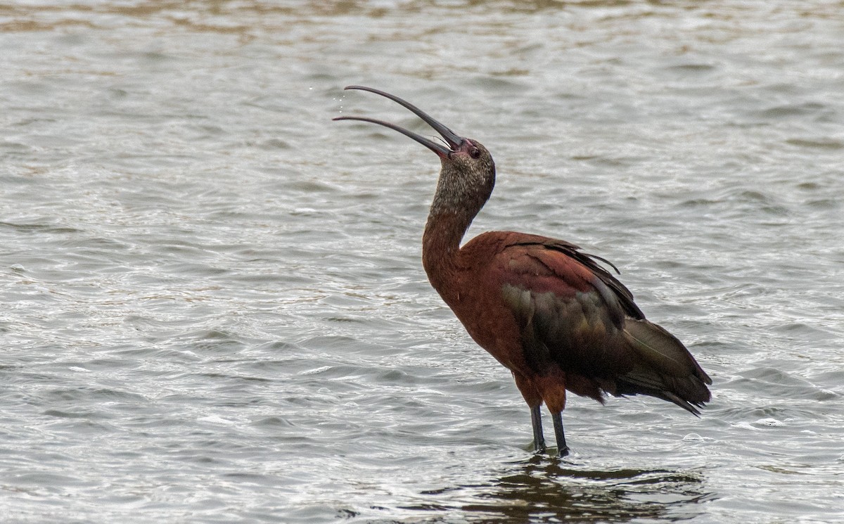 ibis americký - ML251586391