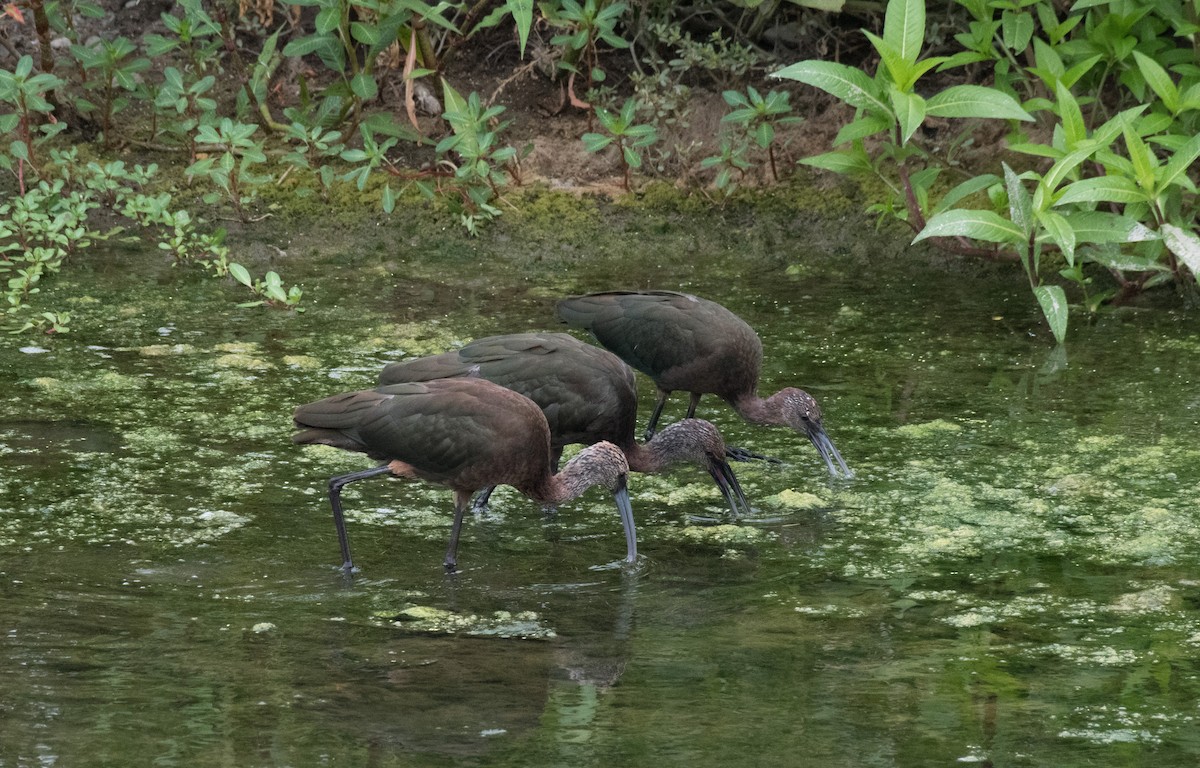 ibis americký - ML251586481