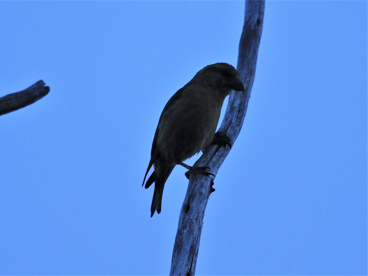 Red Crossbill - ML251586921