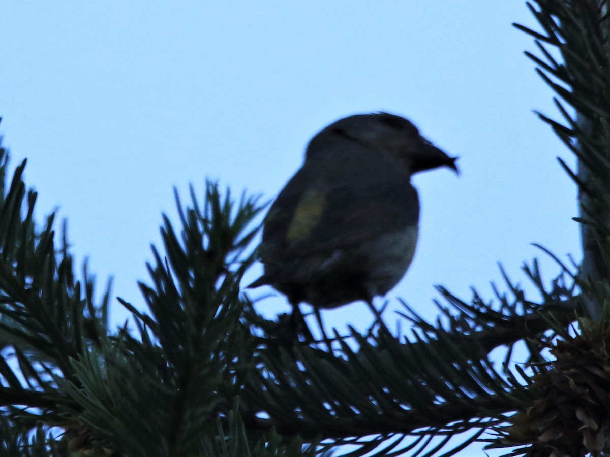 Red Crossbill - ML251586941