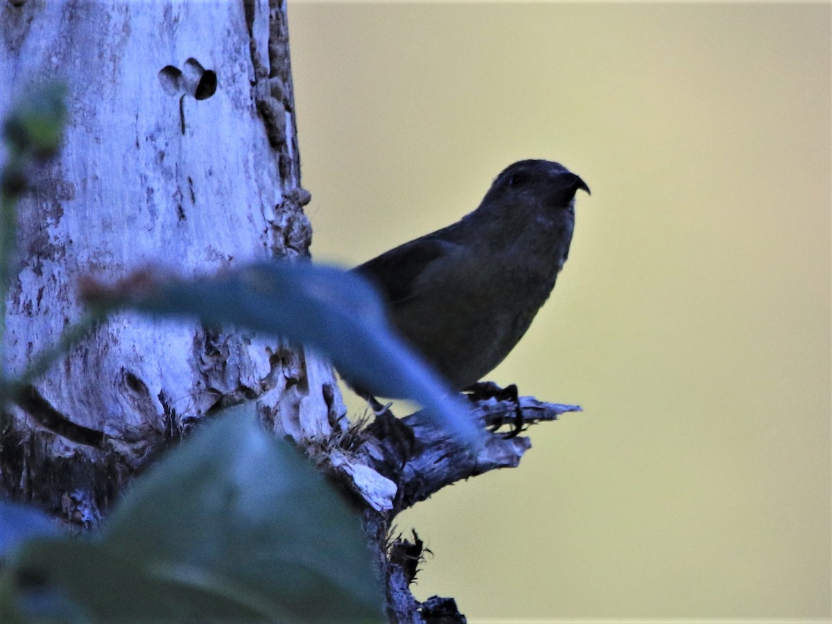 Red Crossbill - ML251586951