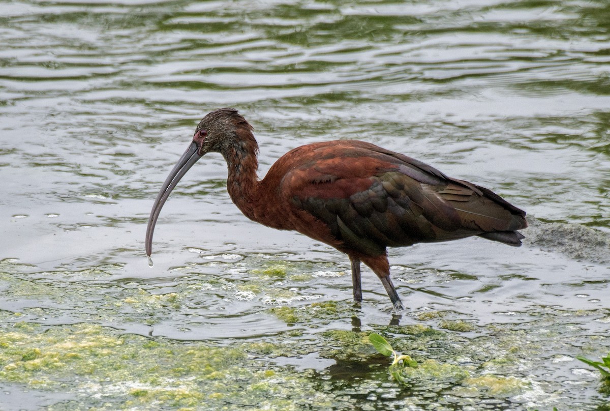 ibis americký - ML251587461