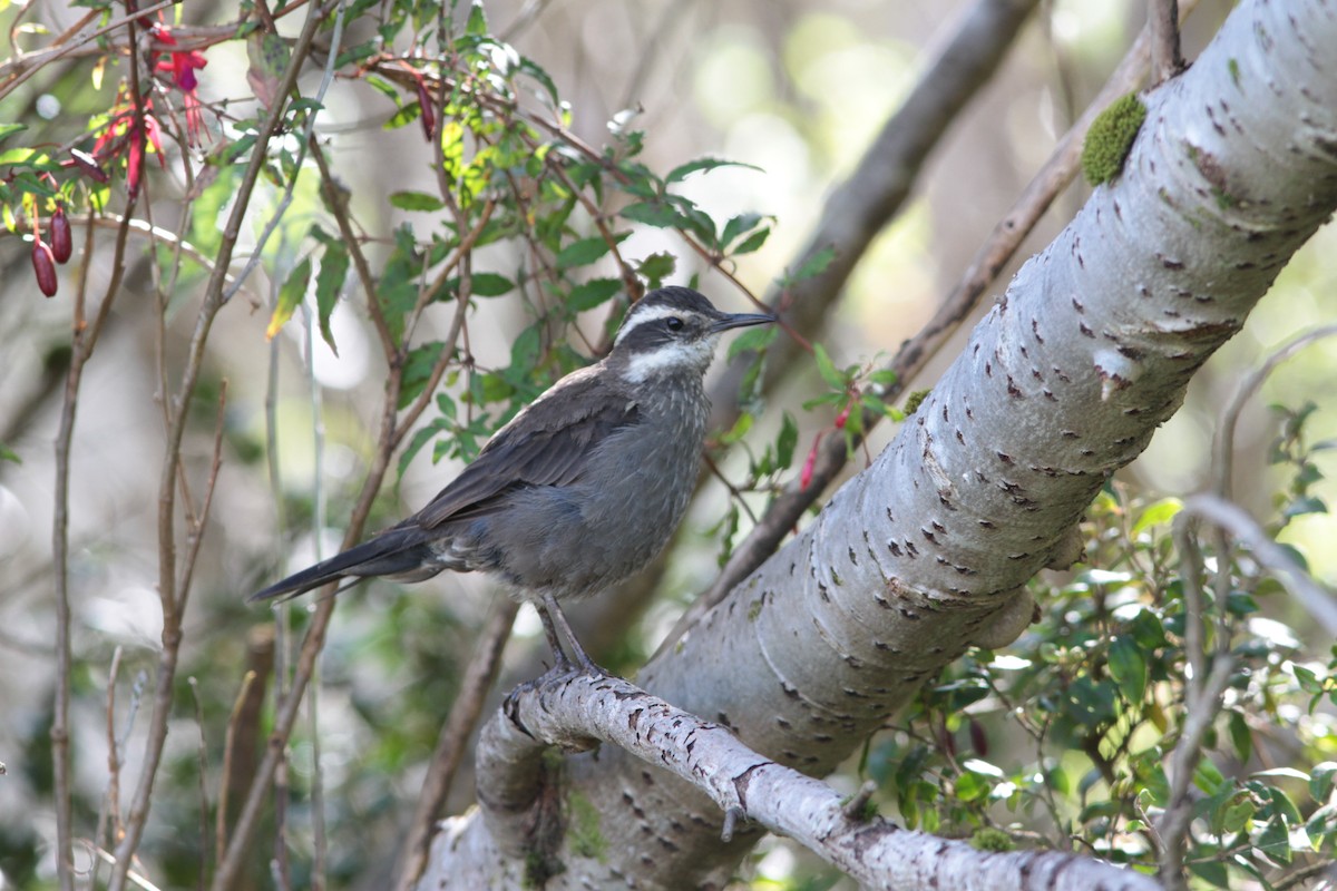 Dark-bellied Cinclodes - ML251587511