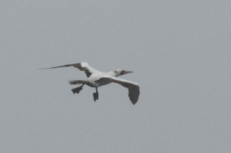 Nazca Booby - Alvaro Jaramillo