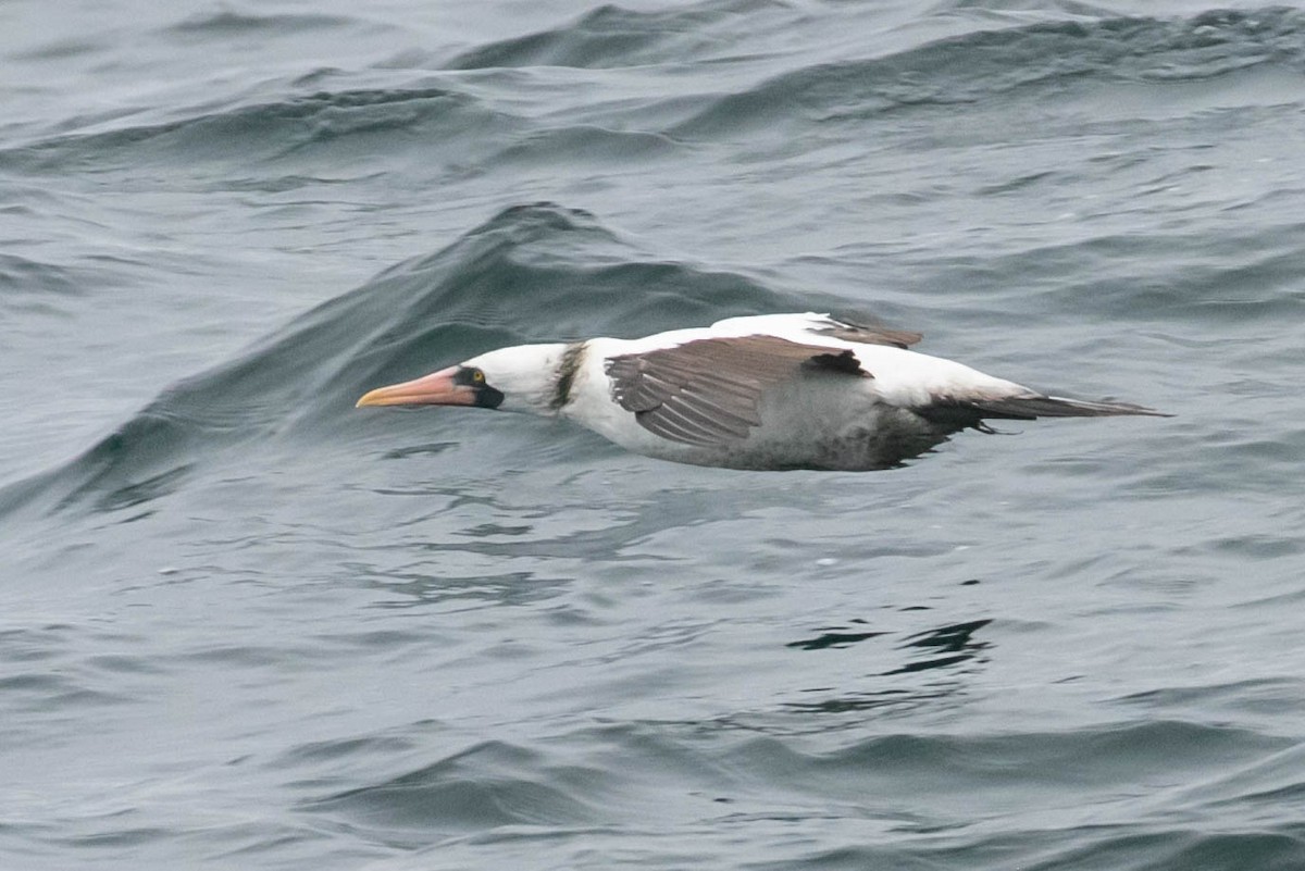 Nazca Booby - ML251588941