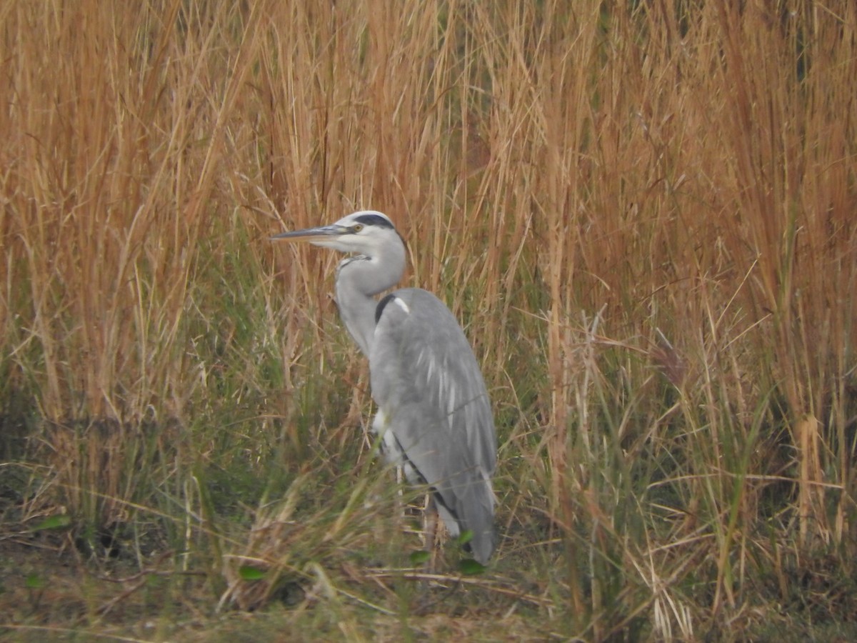 Gray Heron - ML251590861