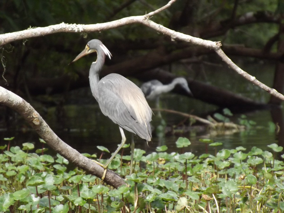 Tricolored Heron - ML251591171