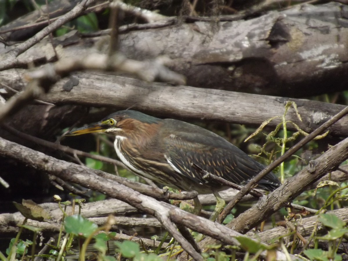 Green Heron - ML251591211