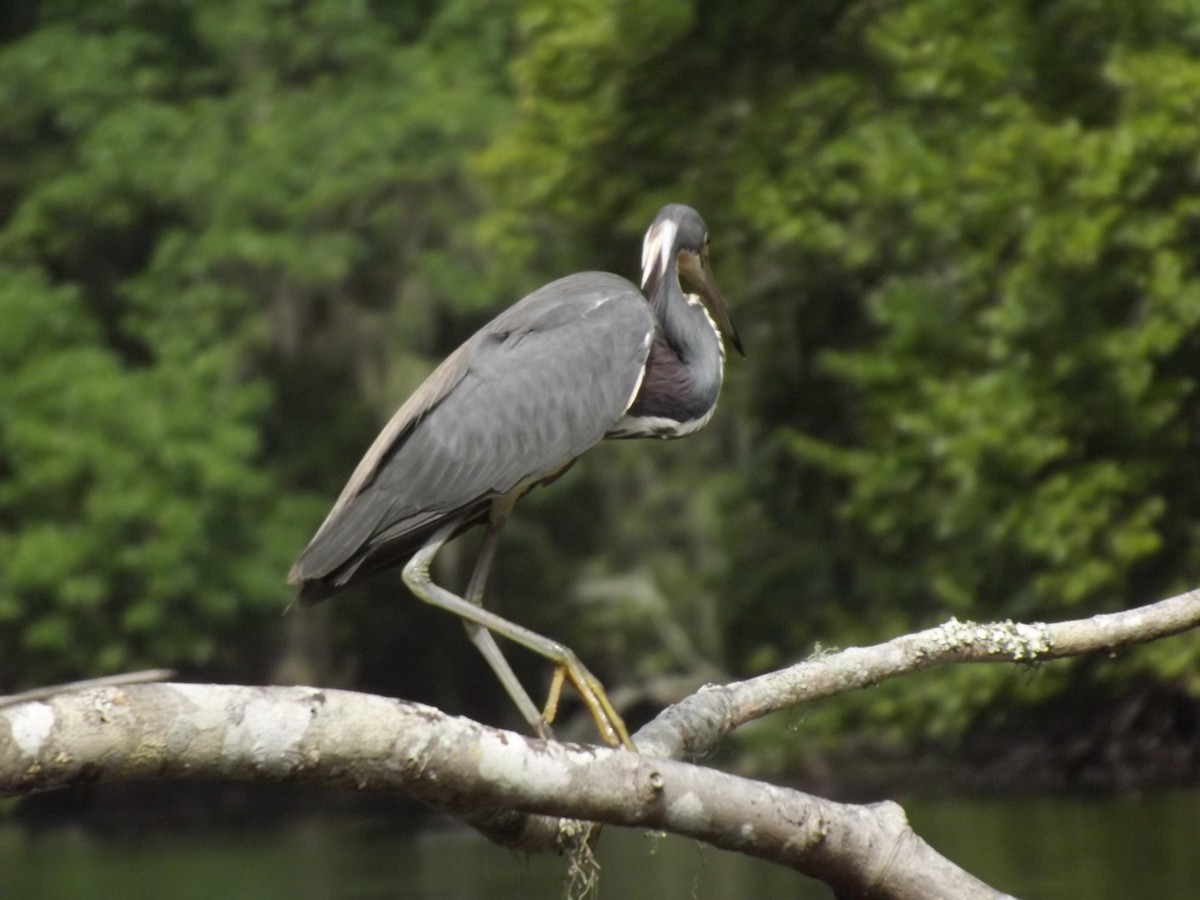 Tricolored Heron - ML251591251