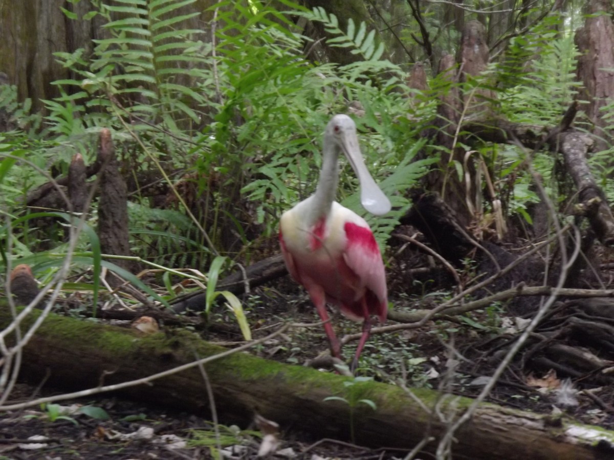 Roseate Spoonbill - ML251591311