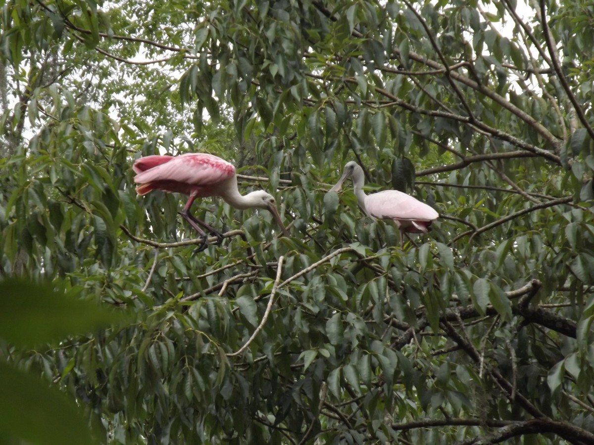 Roseate Spoonbill - ML251591341