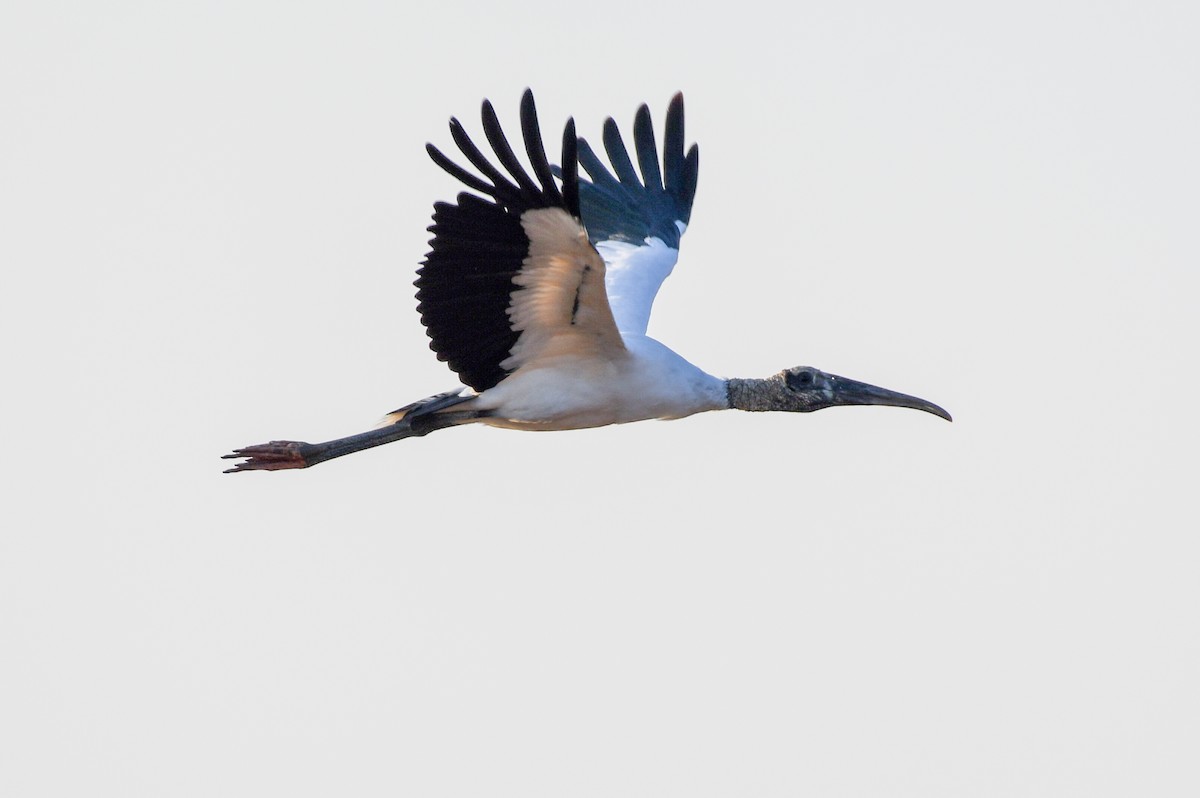 Wood Stork - Max Leibowitz