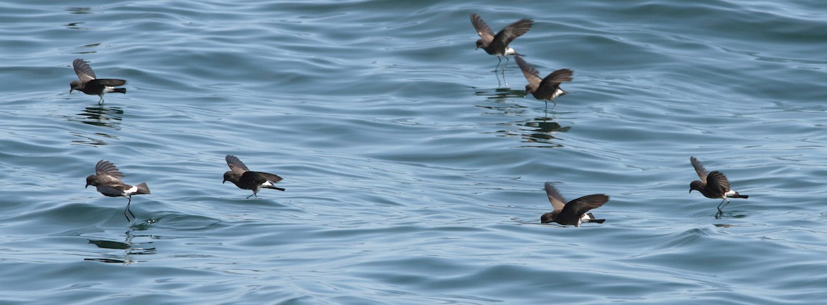 buřníček drobný - ML251592181