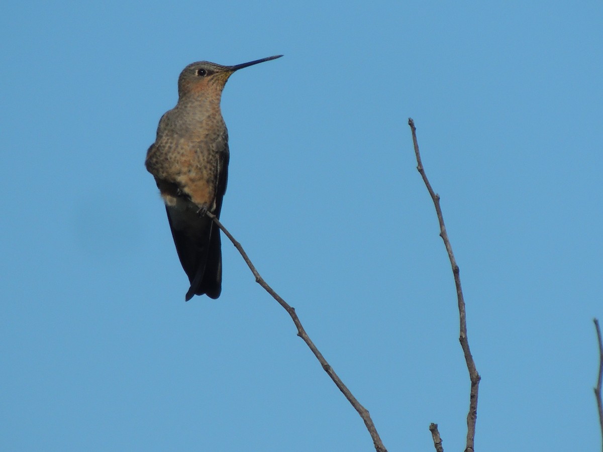 kolibřík velký - ML251592381