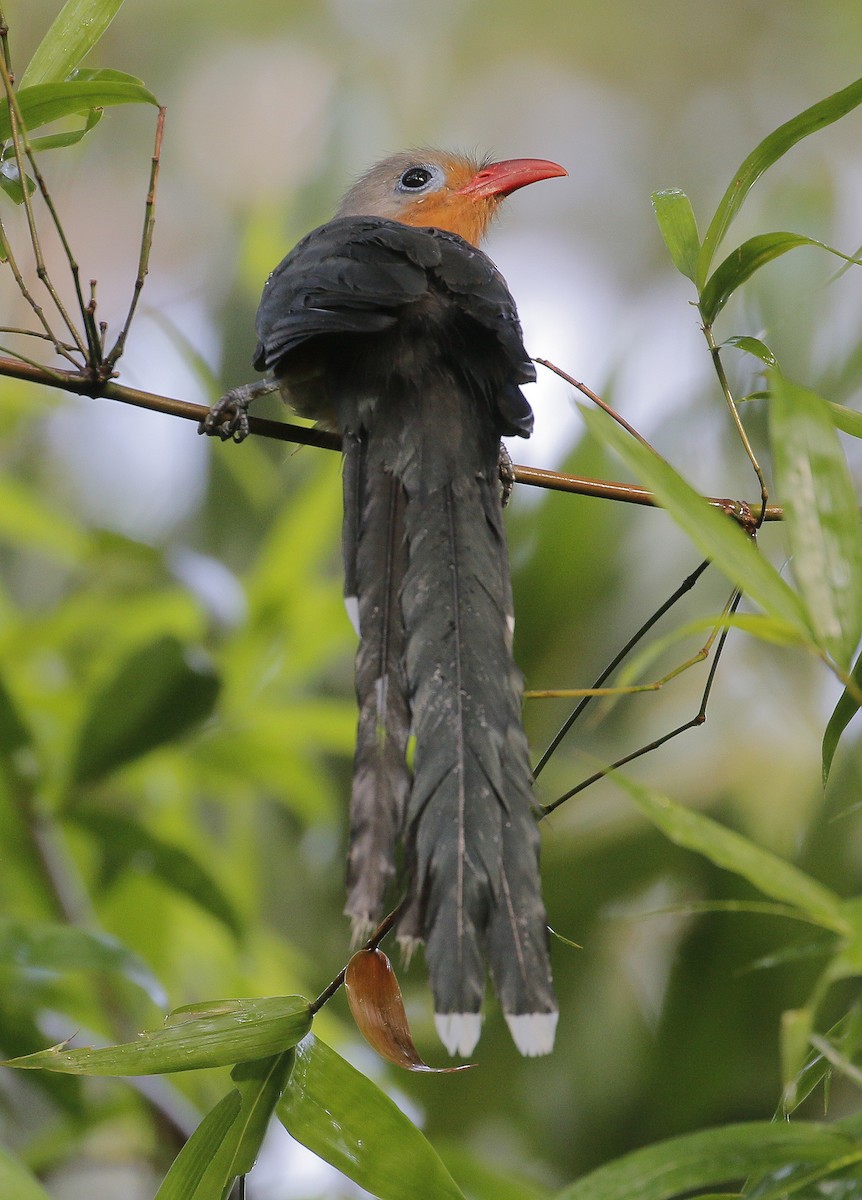 Red-billed Malkoha - ML251593161