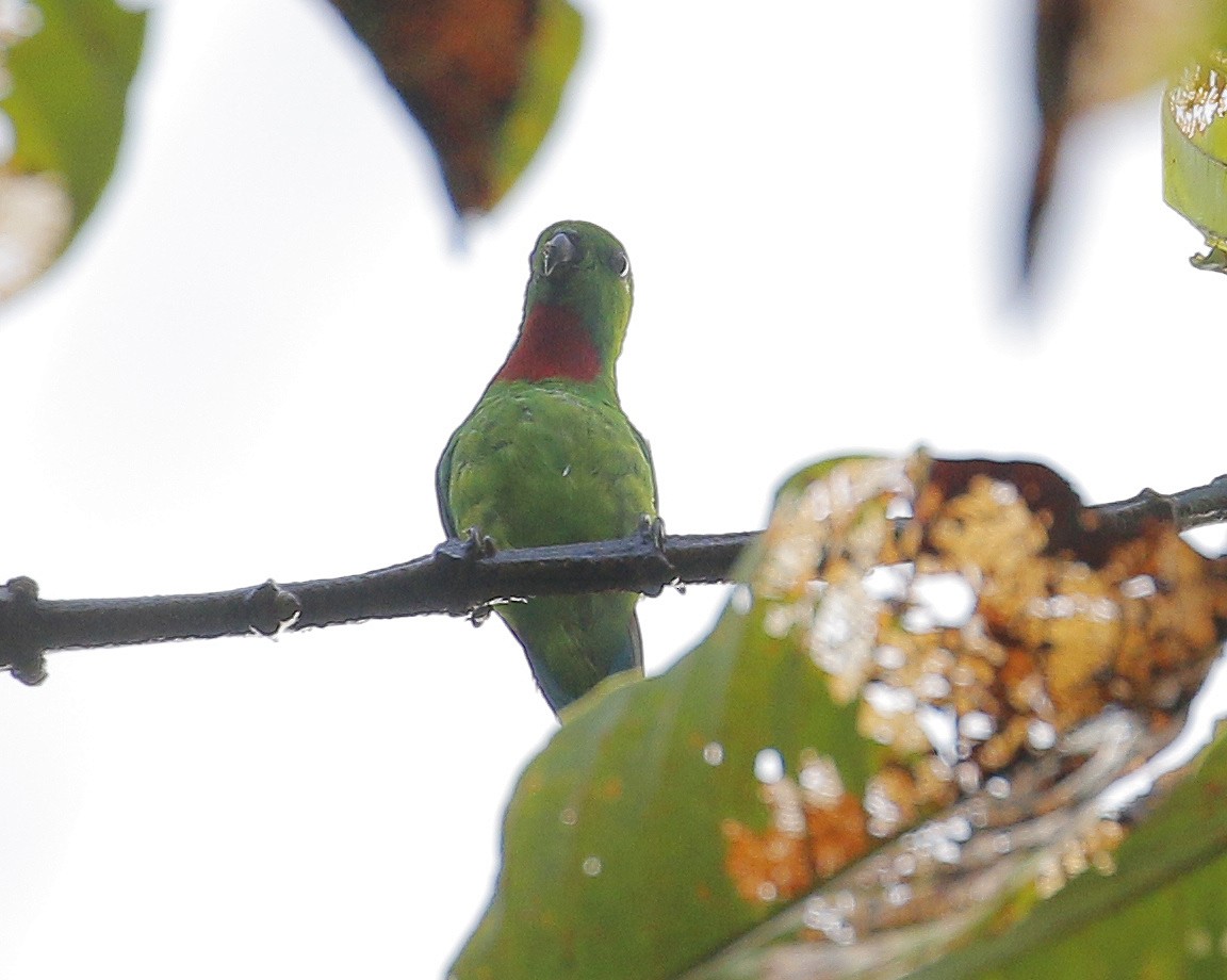 Blue-crowned Hanging-Parrot - ML251593191