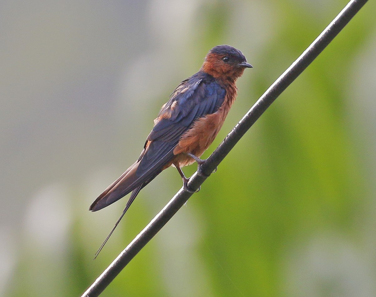 Rufous-bellied Swallow - ML251593251