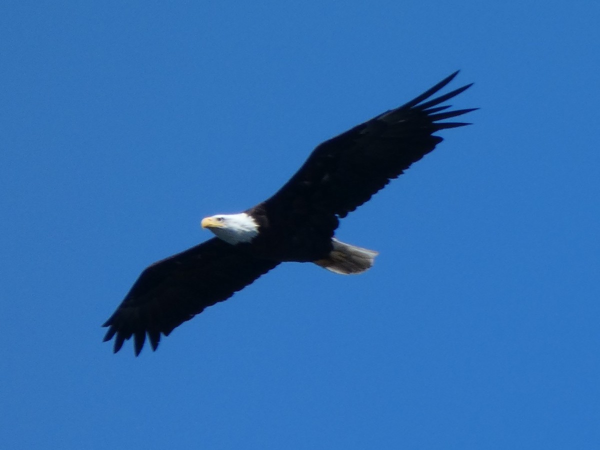 Weißkopf-Seeadler - ML251593631