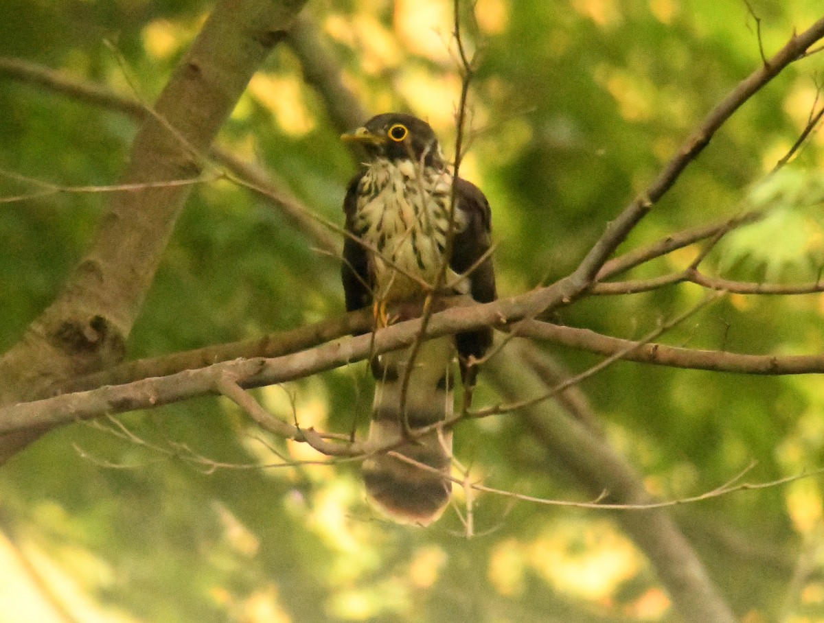 Northern Hawk-Cuckoo - ML251595681