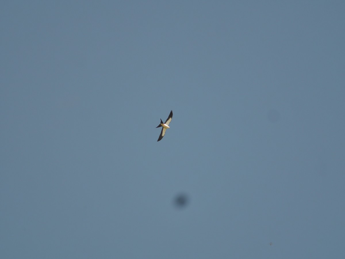 Swallow-tailed Kite - ML251595941